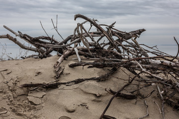 Naklejka premium Branches on sand dune