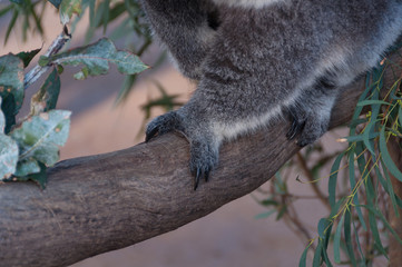 Close up of Australian koala paws on a eucalyptus branch © Olga K