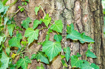 green leaves on a tree