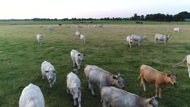 Aerial above meadow showing white charolais cattle walking towards the camera flying slowly in opposite direction these cows are breed of taurine beef cow from the Charolsss area in France 4k