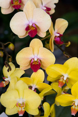 Obraz na płótnie Canvas Beautiful Thai exotic unusual orchid flowers close-up.