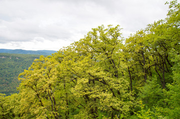 trees in the forest