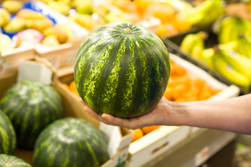 Woman's hand choosing watermelon in the market. Concept of healthy food, bio, vegetarian, diet.