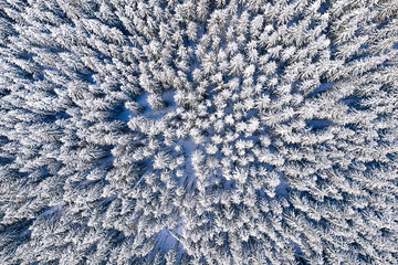 Coniferous forest after heavy snowfall, aerial landscape. Christmas tree background
