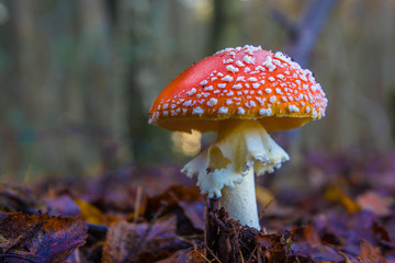 Fly agaric (Amanita muscaria)