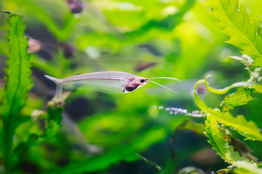 Glass catfish (Kryptopterus bicirrhis) - a unique transparent freshwater fish in aquarium. Close-up undewater photo of fish among green seaweed. Visible spine and bones