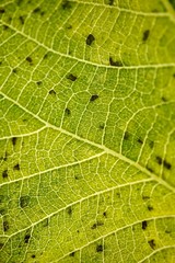 green leaf textured abstract background, leaf veins