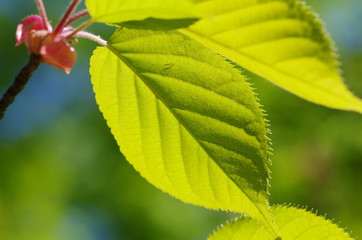桜の葉（新緑）