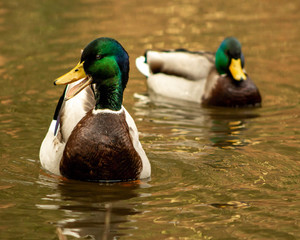 The iridescent feathers of a pair of ducks gleam as they swim in a pond turned yellow with the...