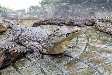 crocodile with mouth open reptile, animal, alligator, lizard, nature, wild, teeth, 
