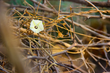 Small white color flower on tree branch 