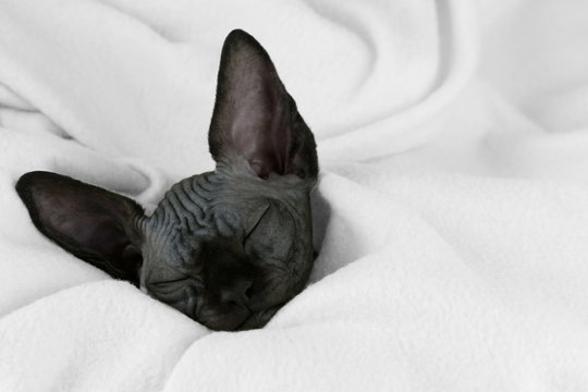 Sphynx cat sleeps wrapped in a white woollen blanket