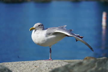 Seagull Yoga