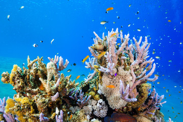 Coral Reef at the Red Sea, Egypt