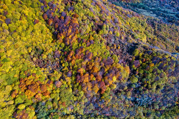 Fototapeta na wymiar Aerial view of autumn forest . Amazing landscape , trees with red and orange leaves in day, National Park Livaditis Xanthi, Greece