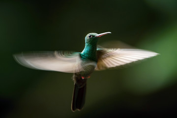 Chalybura urochrysia, Bronze-tailed plumeleteer The Hummingbird is hovering in the dark of the rain forest. Dark background...