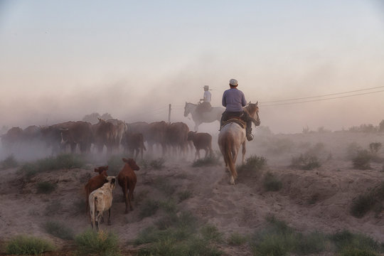 Shepherds drive a herd of cows along a dusty road at sunset