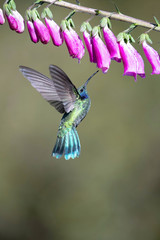 Colibri thalassinus, Mexican violetear The Hummingbird is hovering and drinking the nectar from the beautiful flower in the rain forest. Nice colorful background...