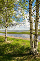 Obraz premium spring landscape with young leaves on the birches, and fresh herbs on the ground and the lake