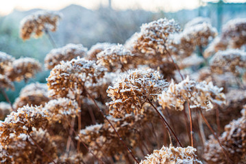 frozen hydrangea flowers in the garden