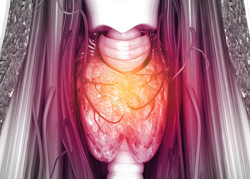Human thyroid anatomy. 3d illustration.