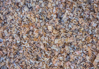 Natural wood shavings texture