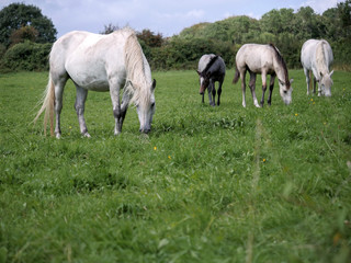 Obraz na płótnie Canvas Four horses in a field grazing green grass. Selective focus.