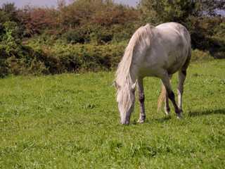 Obraz na płótnie Canvas One white horse in a green field grazing grass, Selective focus.