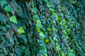 View of house facade covered by overgrown creeper plant.