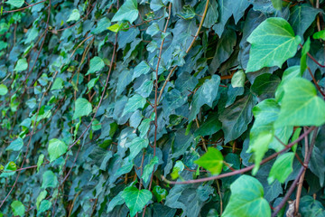 View of house facade covered by overgrown creeper plant.