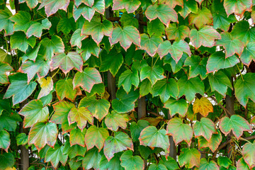 View of house facade covered by overgrown creeper plant.