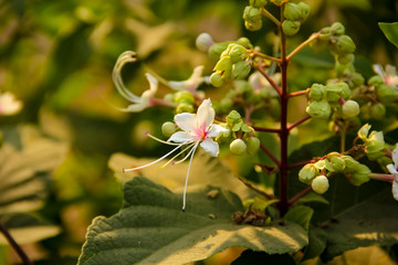 White color flower on tree branch 