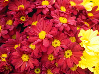 Chrysanthèmes jaunes rouges, Chrysanthemum