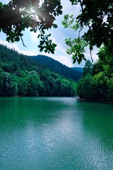 trees in the lake in the mountain, green colors