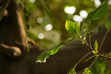 Green and yellow color leaf on tree branch 