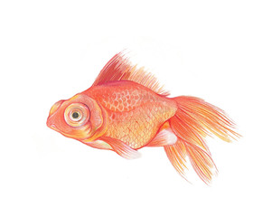Goldfish, aquarium fish, koi, fish, illustration, hand drawn, animal, encyclopedia,