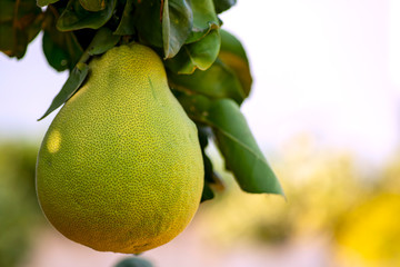 Tropical pomelo fruit with leaves on a blurry background