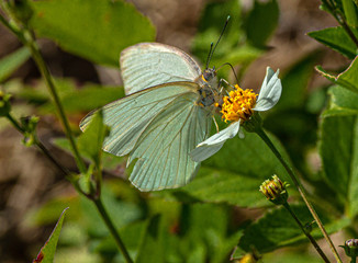 Great Southern White Butterfly on Spanish Needles Flower, Merritt Island .National Wildlife Refuge, Florida #5