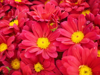 Chrysanthèmes jaunes rouges, Chrysanthemum