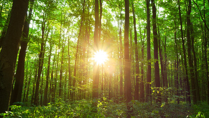 Obraz premium Forest