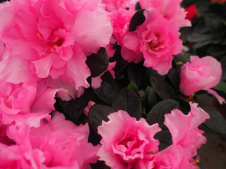 Azalée ou Rhododendron rose, gros plan
