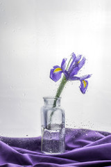 Still life with a beautiful fresh spring flower purple Iris. On a light background with drops as after rain. One flower stands in a glass vase bottle on the table lies the fabric in color.