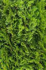 Green christmas natural background. Closeup of a branch of the thuja occidentalis. Basis for Christmas postcards.