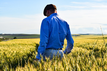 Parte trasera de joven con camisa azul  entre el campo de trigo 