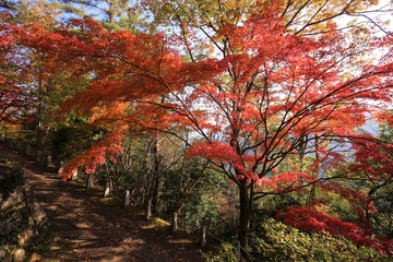 吉野山の紅葉