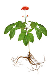 A close up of the wild most famous medicinal plant ginseng (Panax ginseng). Isolated with a root