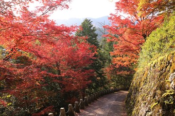 Obraz premium 吉野山の紅葉