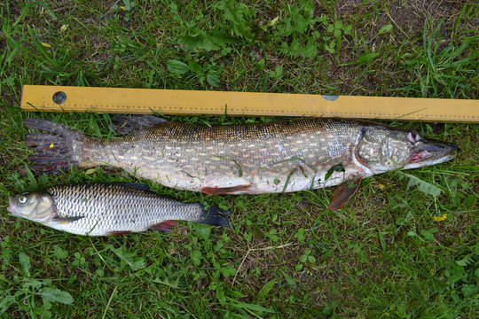 Summer still Life with pike, Chub and ruler on the grass.