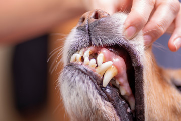 spaniel dog has lost a tooth
