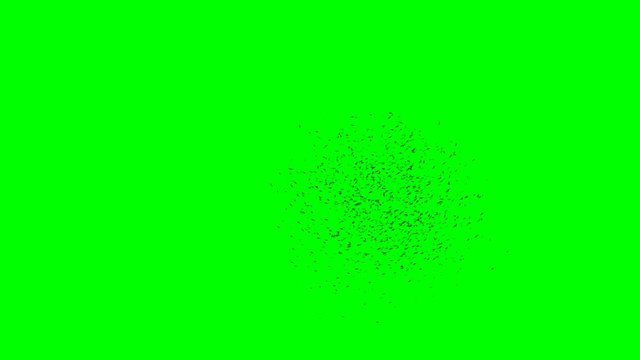 Swarm Of Birds, Huge Flock Isolated On Green Screen Background, 4k Loop